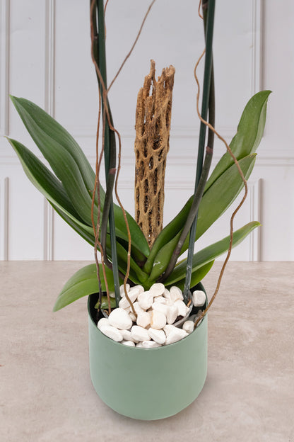 Orquídea Morada - Maceta Verde y Varas de Curly