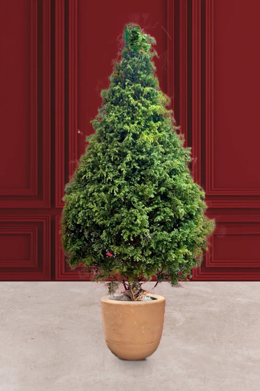 Árbol de Navidad - Ecológico