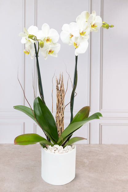 Orquídea Blanca - Maceta Blanca y Vara de Curly