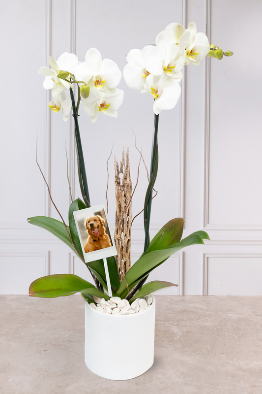 Orquídea Blanca - Maceta Blanca y Vara de Curly con Foto Personalizada