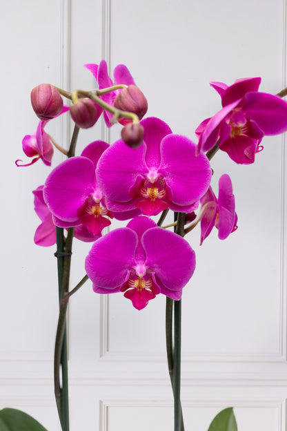 Orquídea Morada - Maceta Blanca