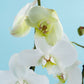 Remedios Varo MOM - Orquídea con Maceta Blanca