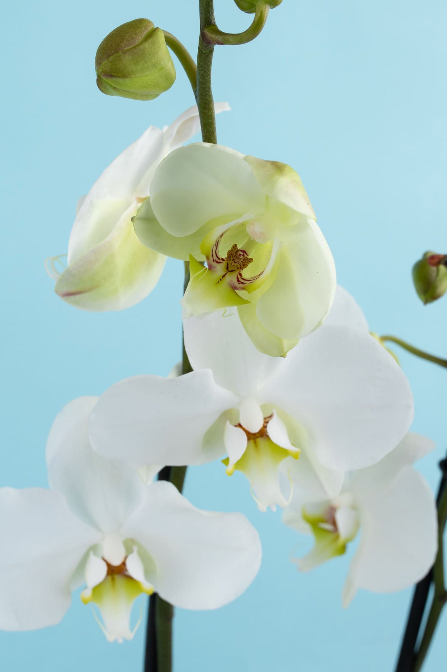 Remedios Varo MOM - Orquídea con Maceta Blanca