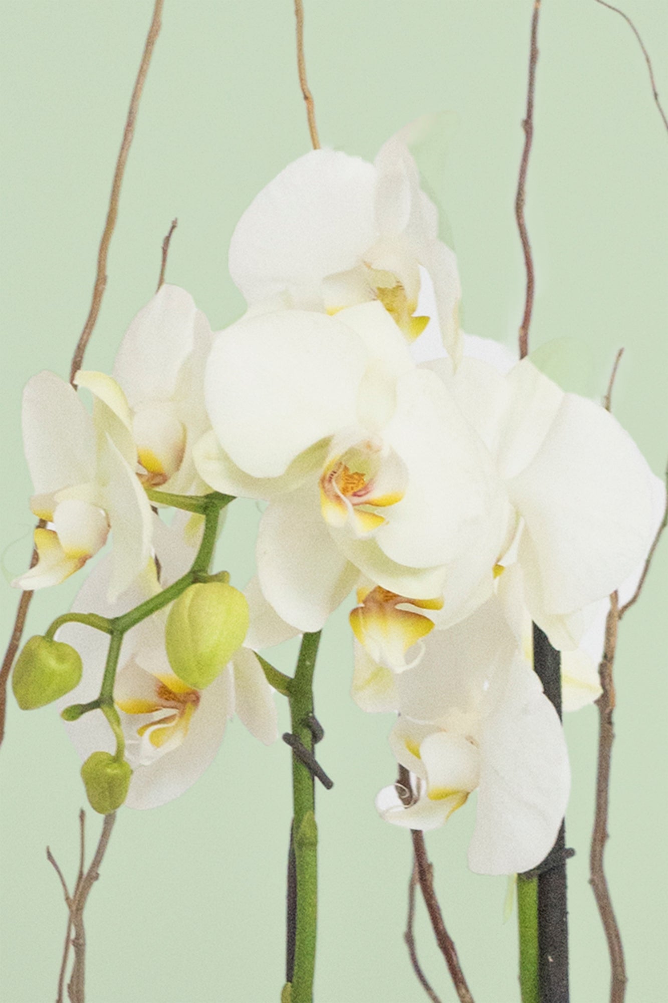 Todo Mi Cariño // Orquídea Blanca