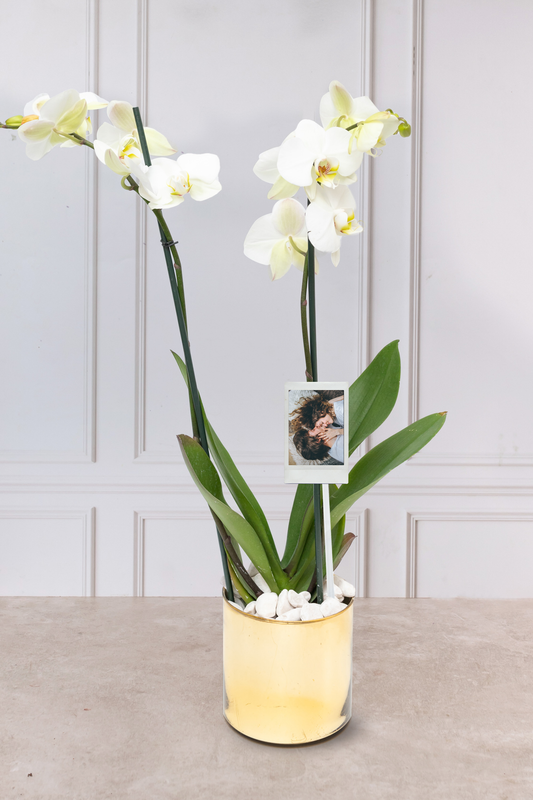 Orquídea Blanca con Foto Personalizada - Maceta Dorada