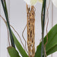 Orquídea Blanca - Maceta Blanca y Vara de Curly