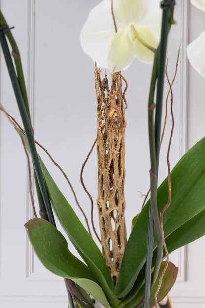 Orquídea Blanca - Maceta Blanca y Vara de Curly