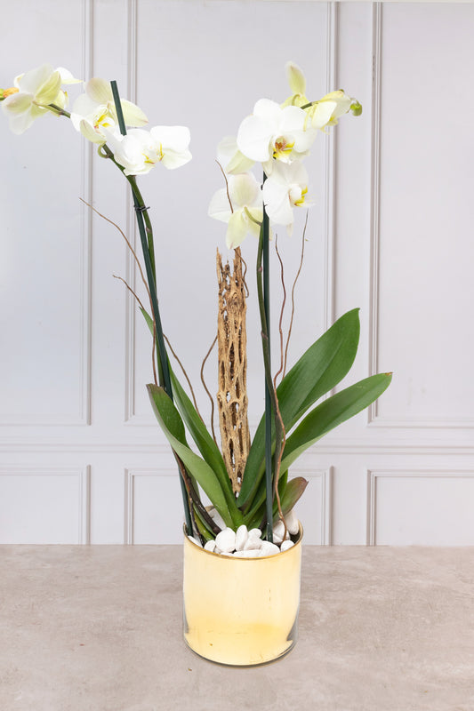 Orquídea Blanca - Maceta Dorada, Varas de Curly y Esqueleto