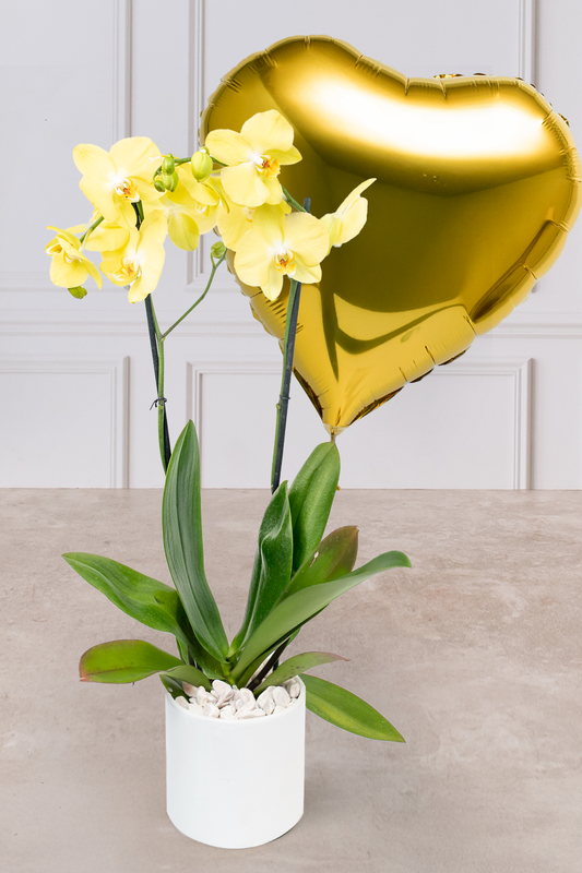 Globo Corazón Amarillo con Orquídea Amarilla - En Maceta Blanca | Verbena 21S