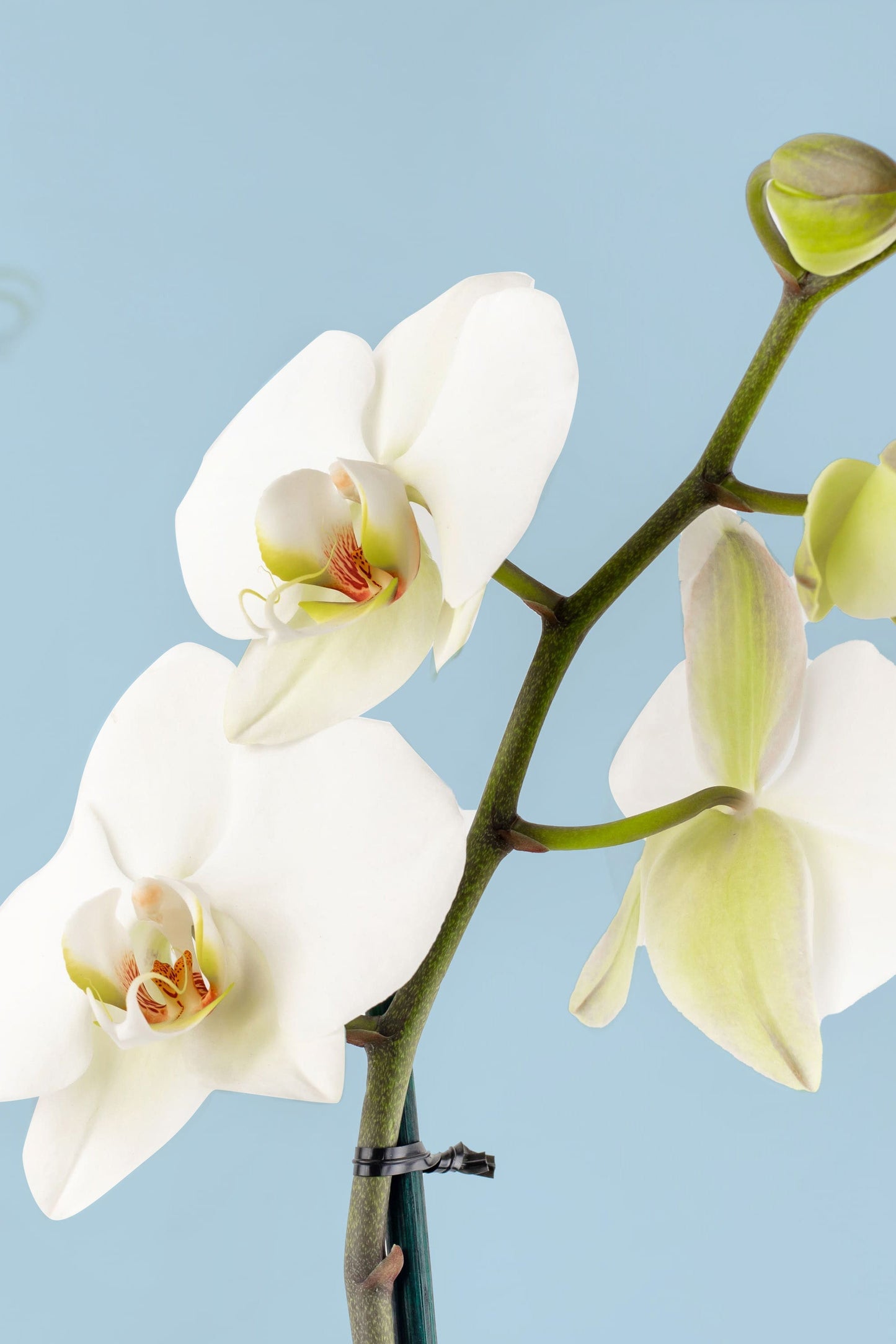 Remedios Varo Blanco Planta // Orquídea Blanca
