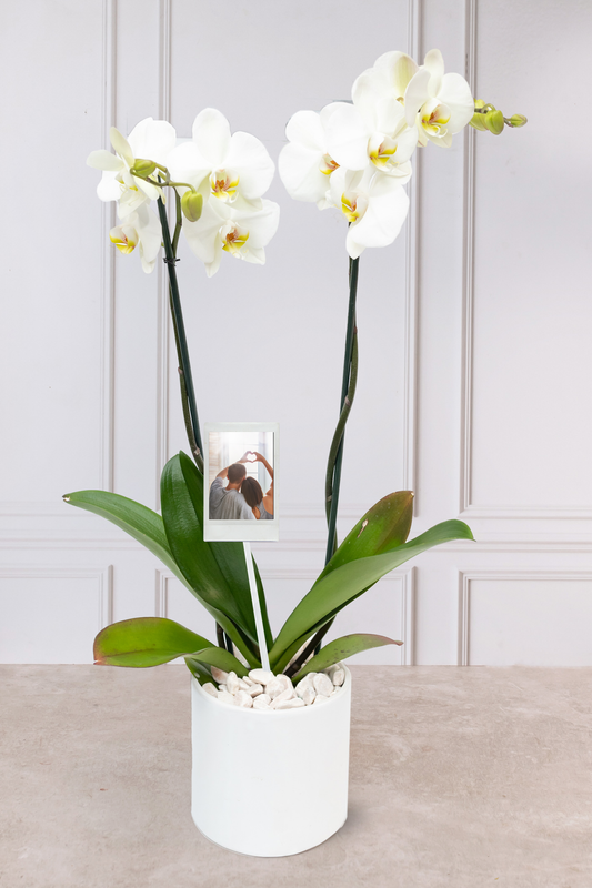 Orquídea Blanca con Foto Personalizada - Maceta Blanca