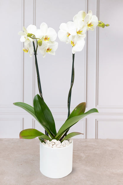 Orquídea Blanca - Maceta Blanca Cun