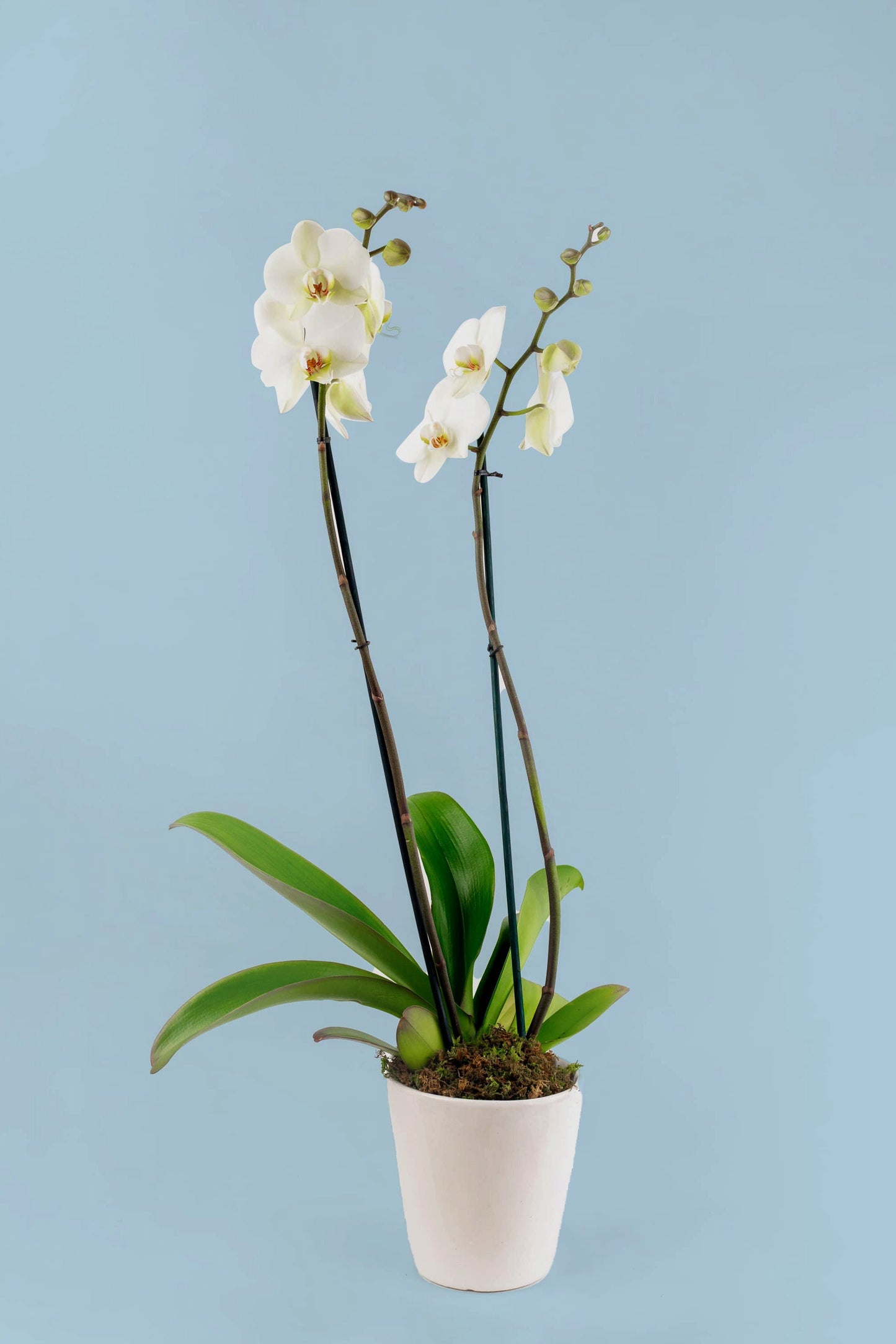 Remedios Varo Blanco Planta // Orquídea Blanca