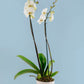 Remedios Varo Blanco Planta / Orquídea Blanca