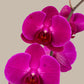 Remedios Varo - Orquídea con Maceta Morada
