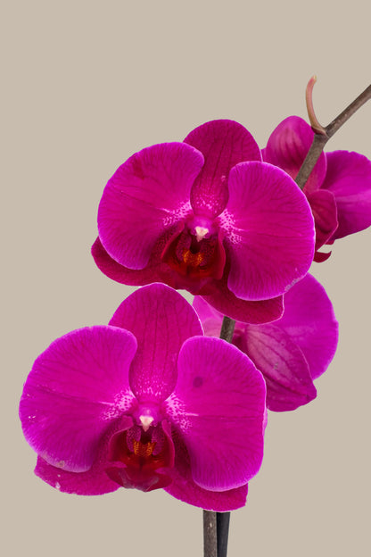 Remedios Varo - Orquídea con Maceta Morada