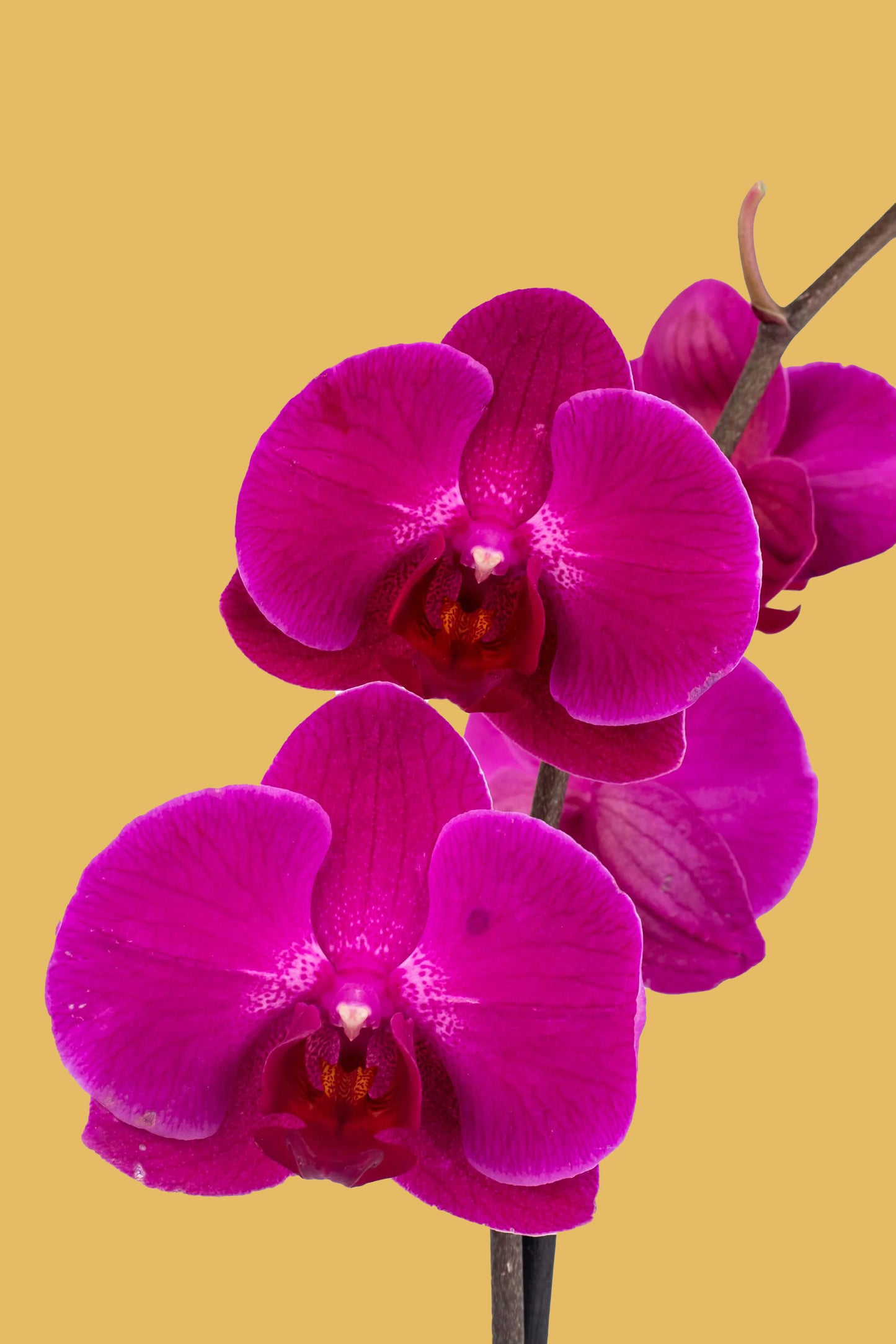 Remedios Varo - Orquídea en Maceta Dorada