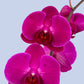 Remedios Varo Morada Planta MOM - Orquídea Morada