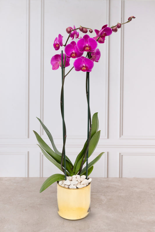 Orquídea Morada - Maceta Dorada