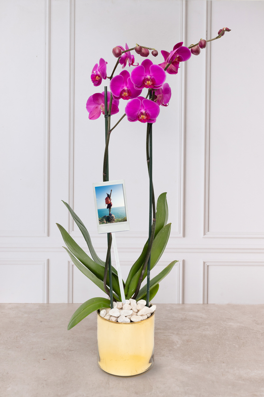 Orquídea Morada con Foto Personalizada - Maceta Dorada
