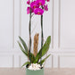 Orquídea Morada - Maceta Verde y Varas de Curly