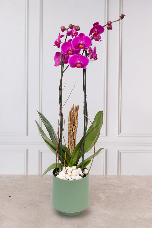 Orquídea Morada - Maceta Verde y Varas de Curly