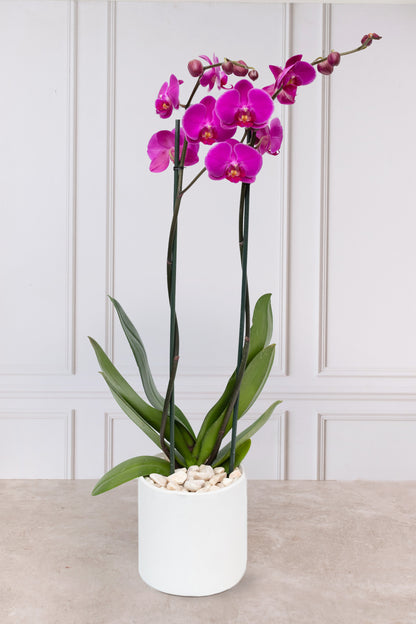 Orquídea Morada - Maceta Blanca