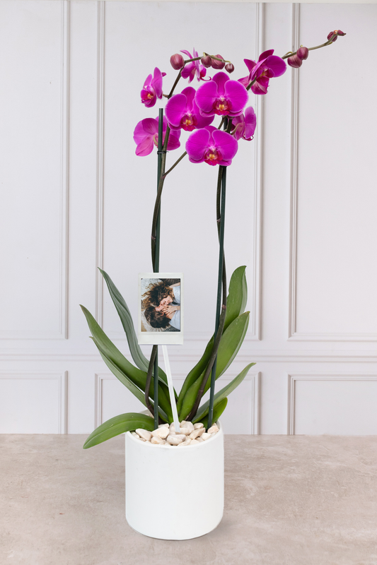 Orquídea Morada con Foto Personalizada - Maceta Blanca