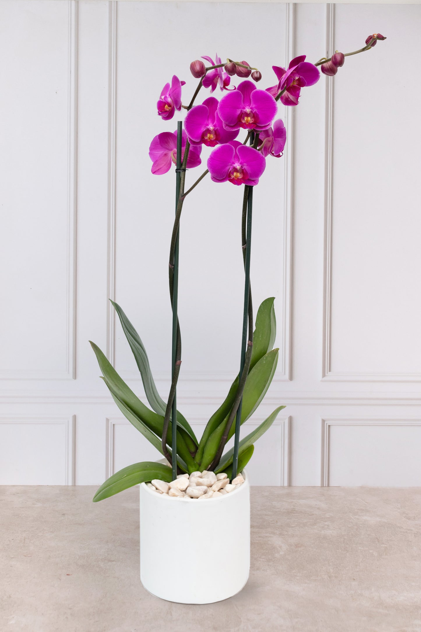 Orquídea Morada / Maceta Blanca TECÁMAC