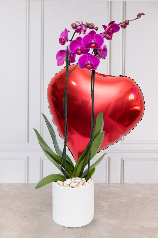 Orquídea Morada SV - Maceta Blanca