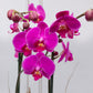 Orquídea Morada - Maceta Blanca, Varas de Curly y Esqueleto