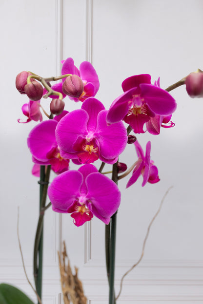 Orquídea Morada - Maceta Blanca, Varas de Curly y Esqueleto