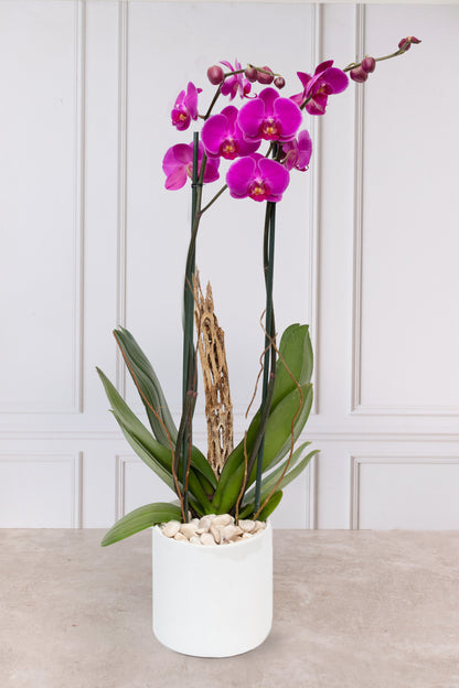 Orquídea Morada - Maceta Blanca, Varas de Curly y Esqueleto