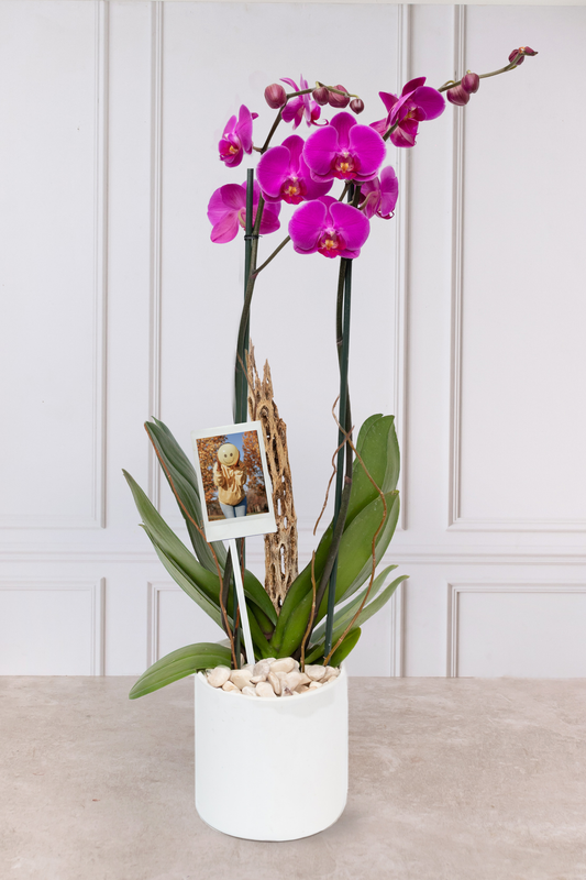 Orquídea Morada con Foto Personalizada - Maceta Blanca, Varas de Curly y Esqueleto