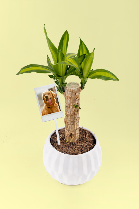 Palo de Brasil - Planta con Foto Personalizada