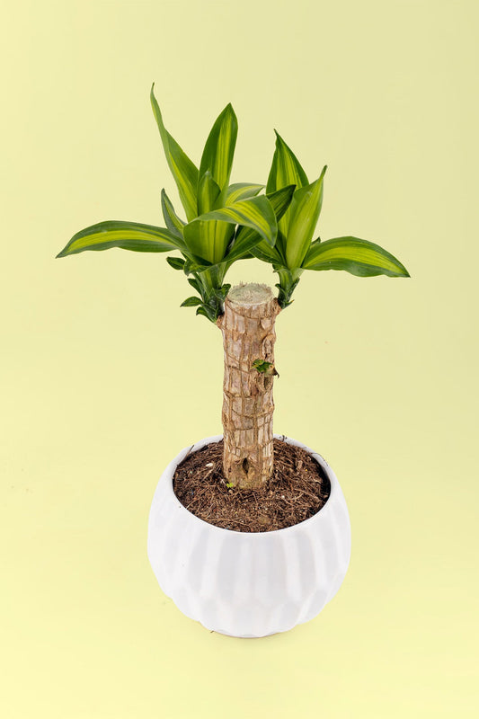 Palo de Brasil / Planta QRO