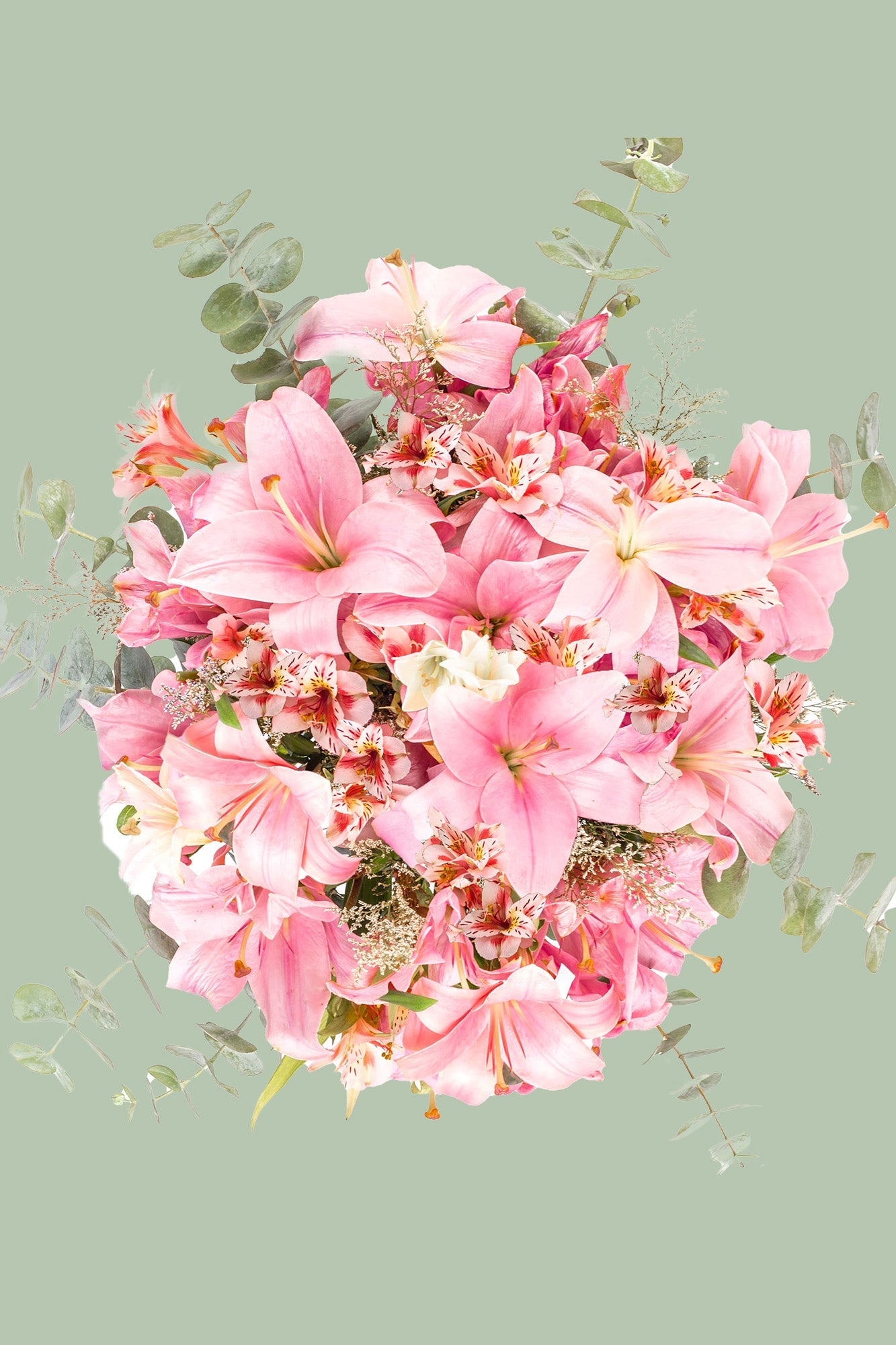 Pantera Rosa - Lilium Rosa CULIACÁN