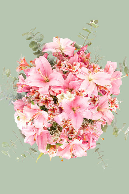 Pantera Rosa - Lilium Rosa CULIACÁN