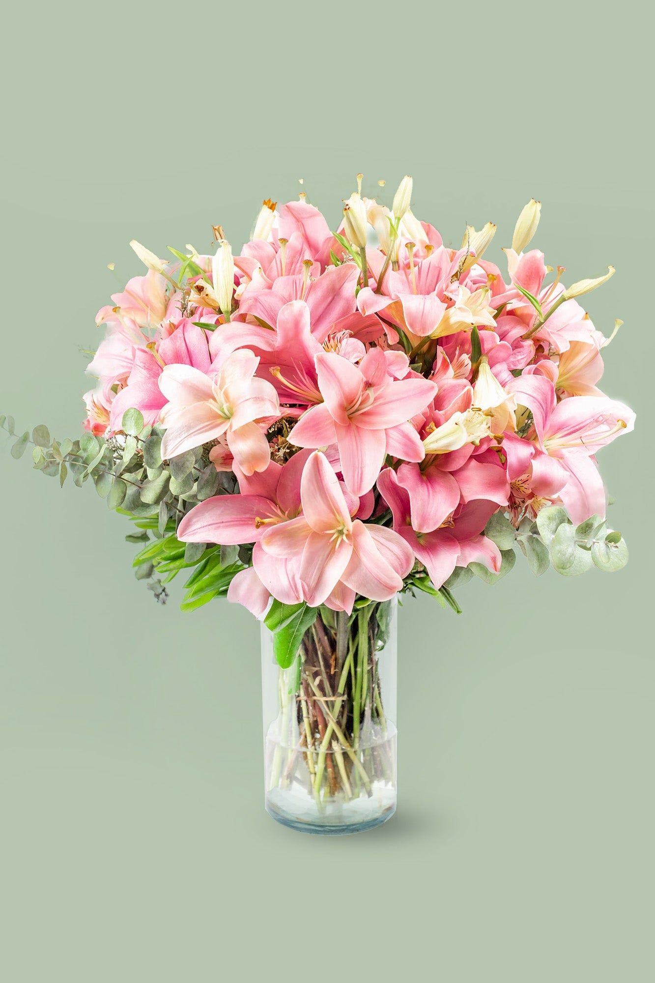 Pantera Rosa - Lilium Rosa PTO. ESCOND.