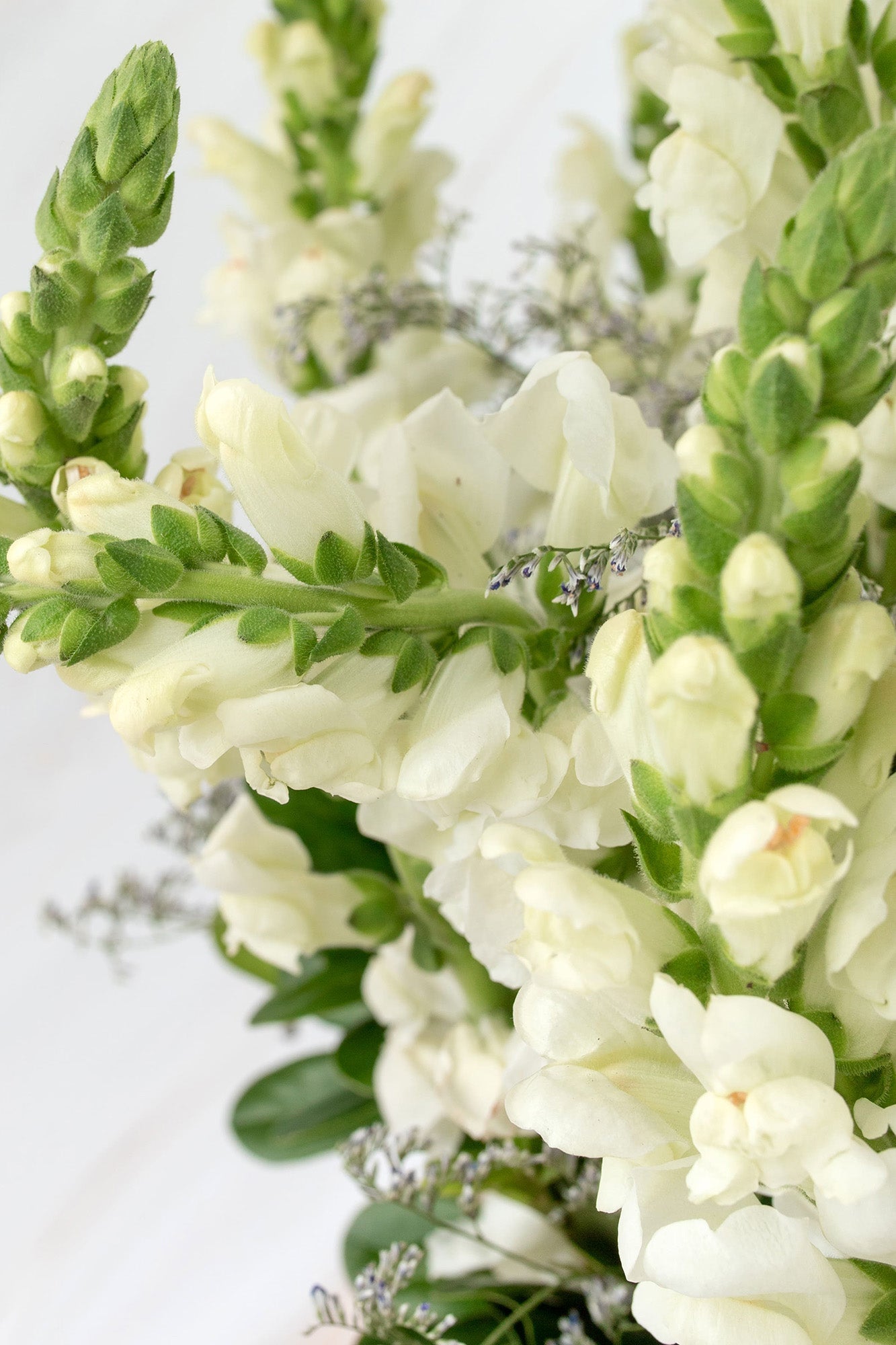 Pedacito de Cielo - Perrito Blanco