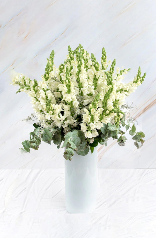 Pedacito de Cielo - Perrito Blanco