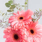 Pequeño Arcoíris Flores - Gerbera Rosa