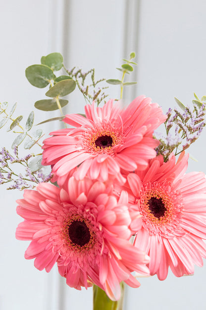 Pequeño Arcoíris Flores - Gerbera Rosa