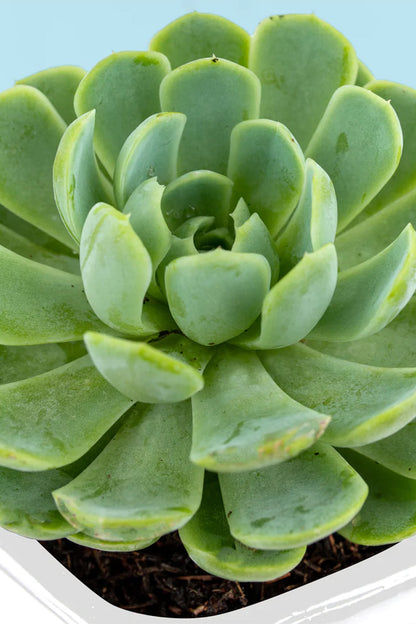 Suculenta - Planta Cun
