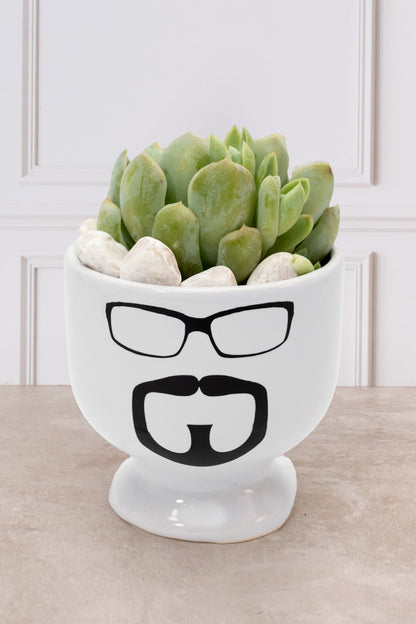 Suculenta - Copa Carita Chica con Lentes
