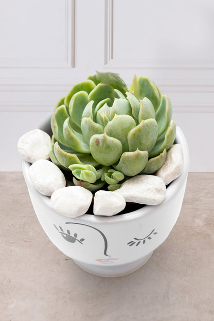 Suculenta - Copa carita Guiño