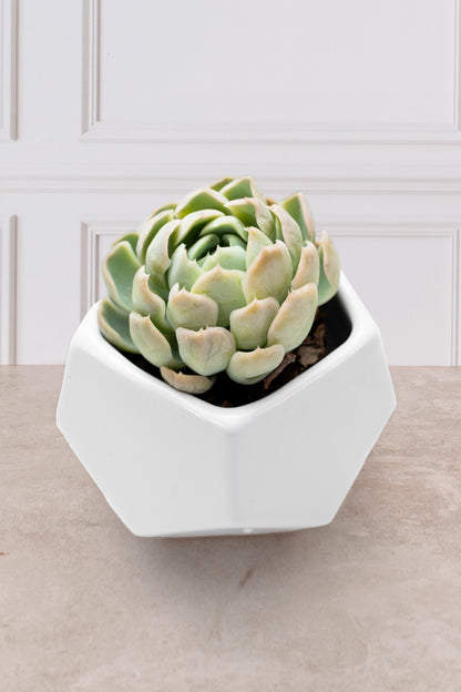 Suculenta- Florero Geometrico