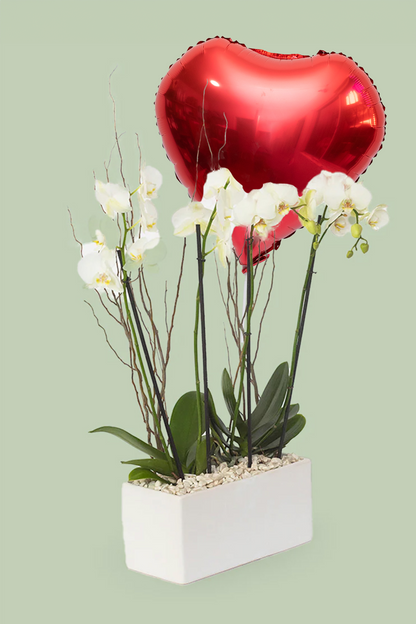 Todo Mi Cariño SV - Orquídea Blanca