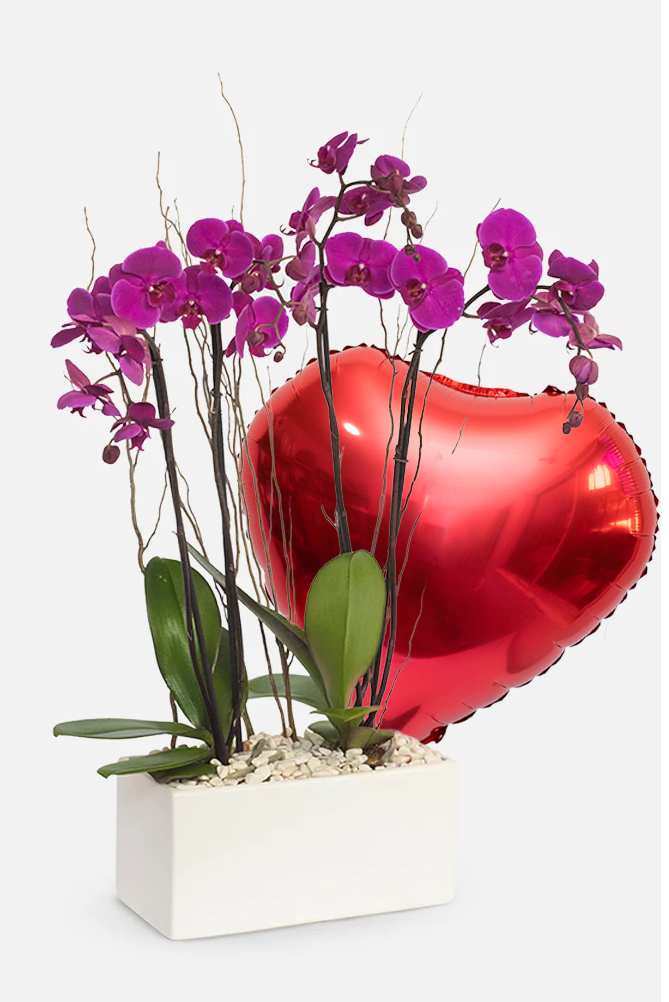 Todo Mi Cariño SV - Orquídea Morada