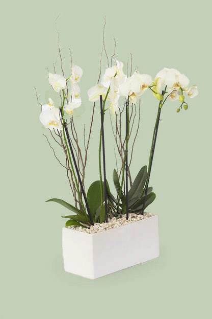 Todo Mi Cariño // Orquídea Blanca